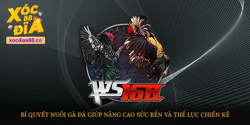 Bí quyết nuôi gà đá giúp nâng cao sức bền và thể lực chiến kê