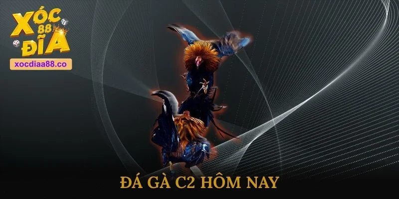 Đá Gà C2 Hôm Nay - Cập Nhật Các Trận Thi Chiến Đỉnh Cao